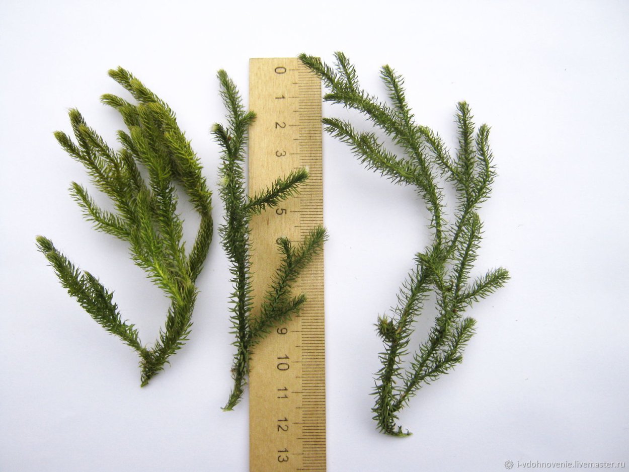 Селагинелла Сибирская