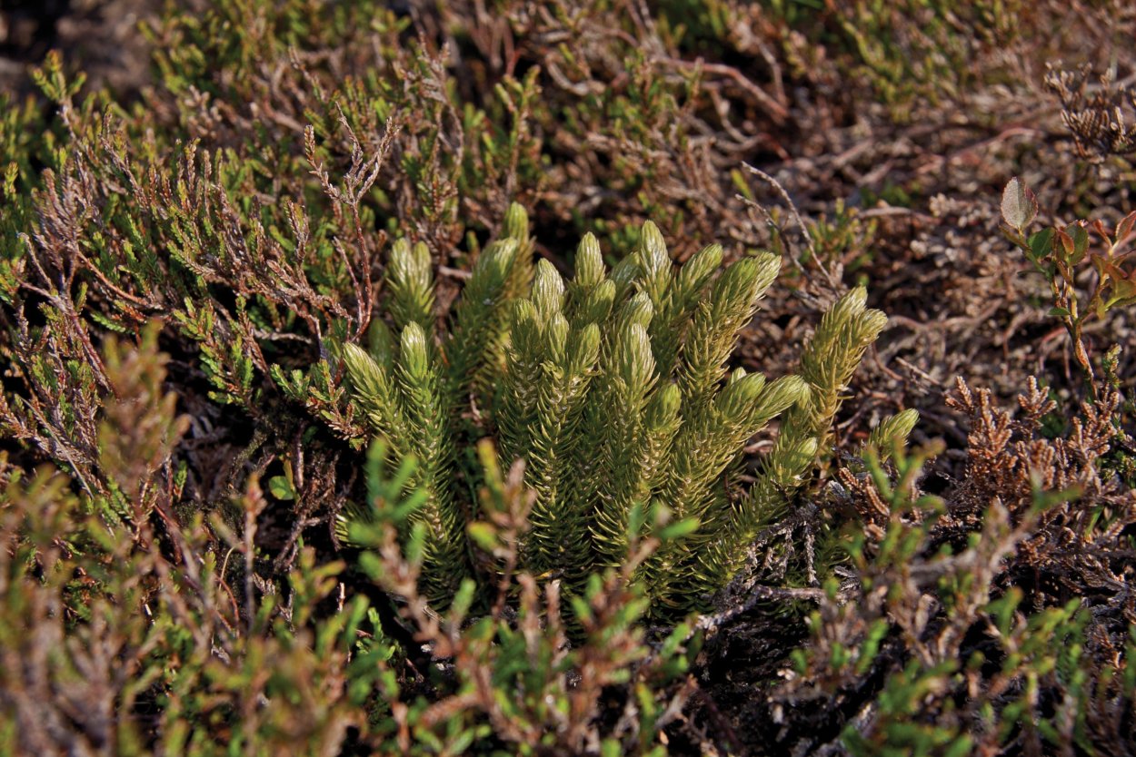 Phlegmariurus squarrosus