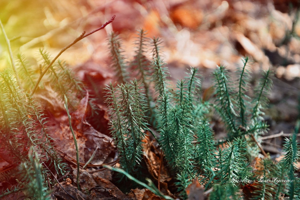Плаун на снегу
