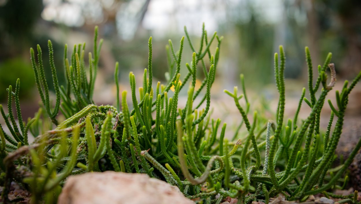 Папоротник (Polypodiophyta)