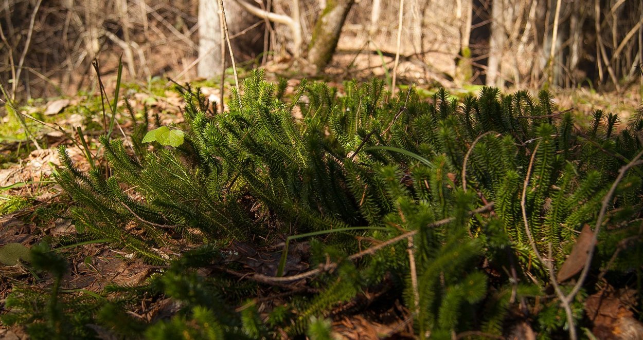 Плаун плауновидный