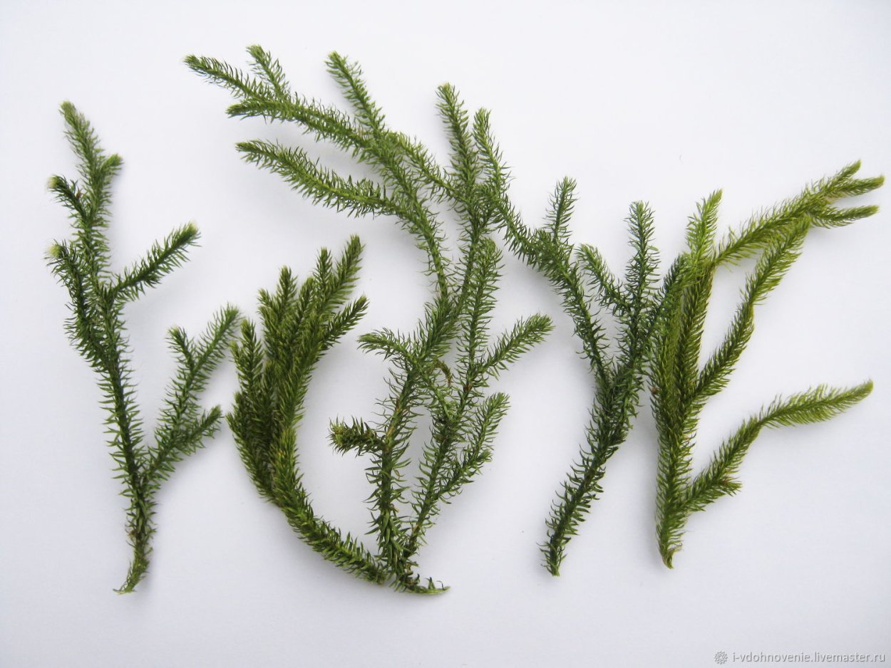 Среда обитания плаунов