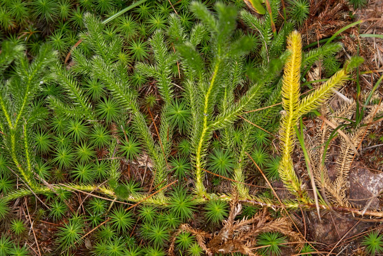 Плауночек затопляемый