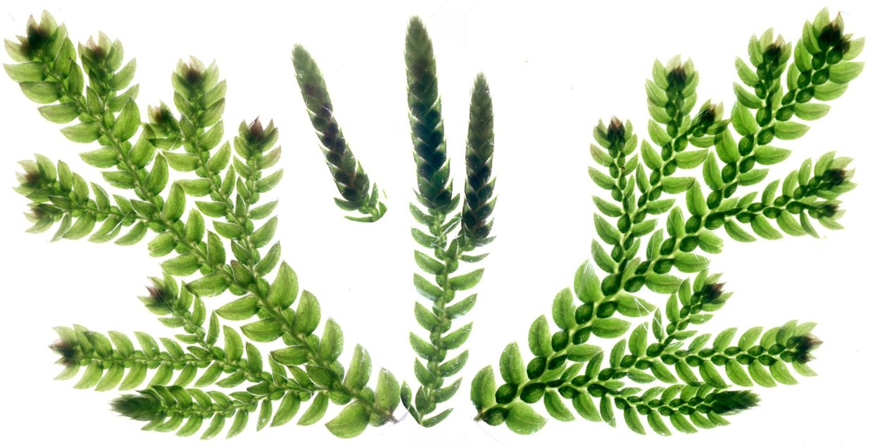 Лишайник сфагнум