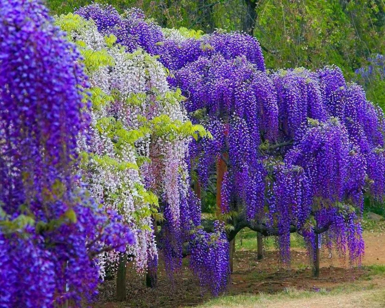 Вистерия Глициния в Подмосковье