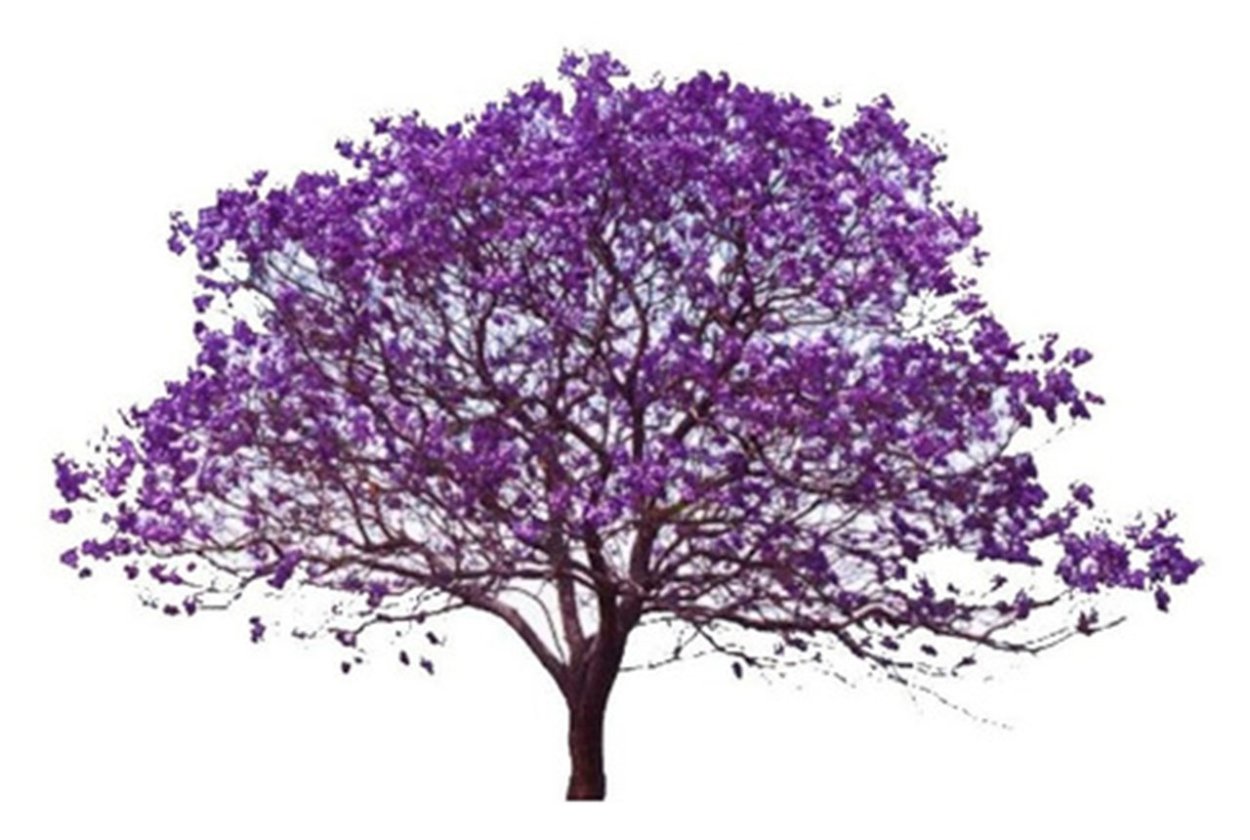 Красивое дерево на прозрачном фоне