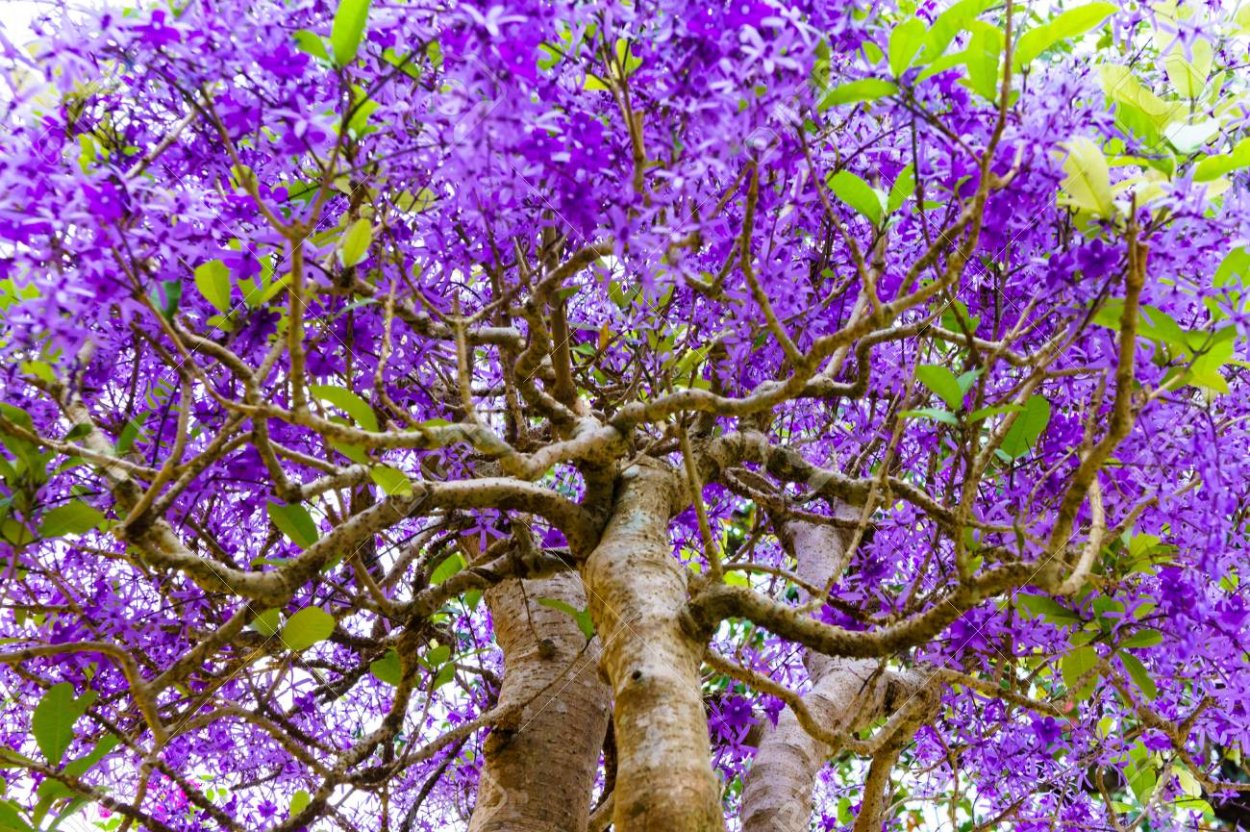 Дерево с мелкими сиреневыми цветочками