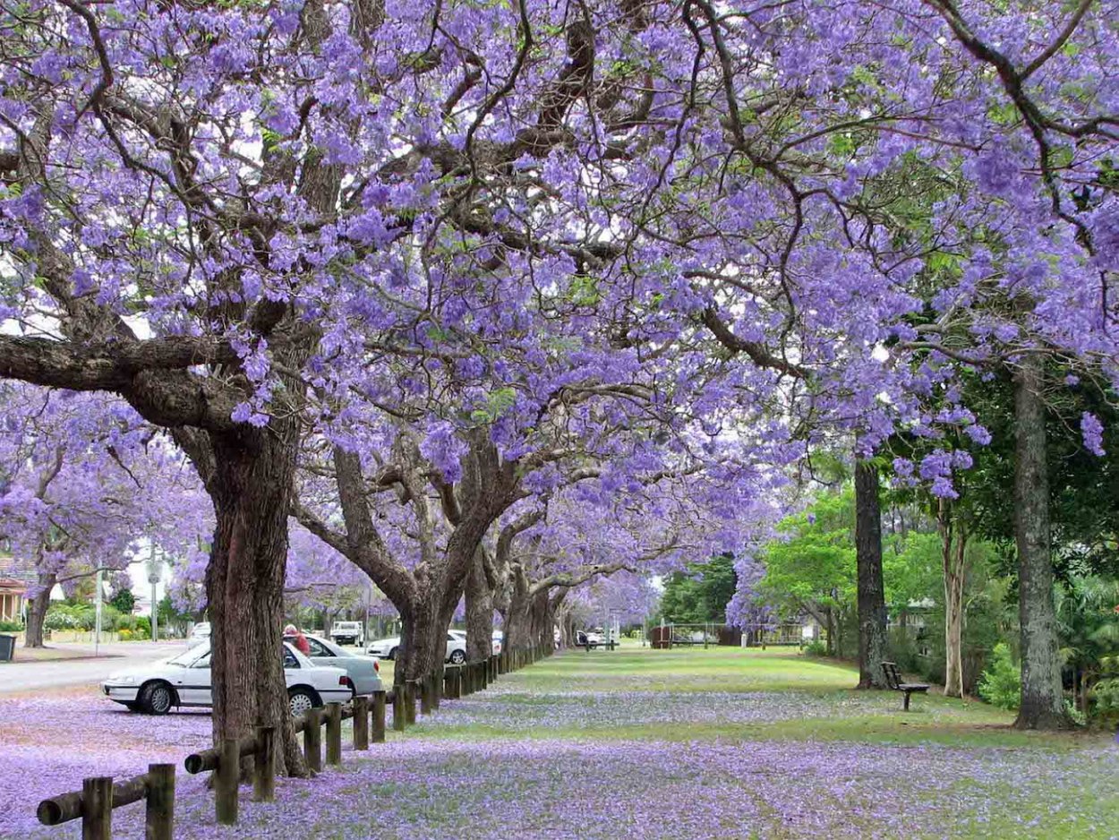 Цветение жакаранды в Буэнос Айресе