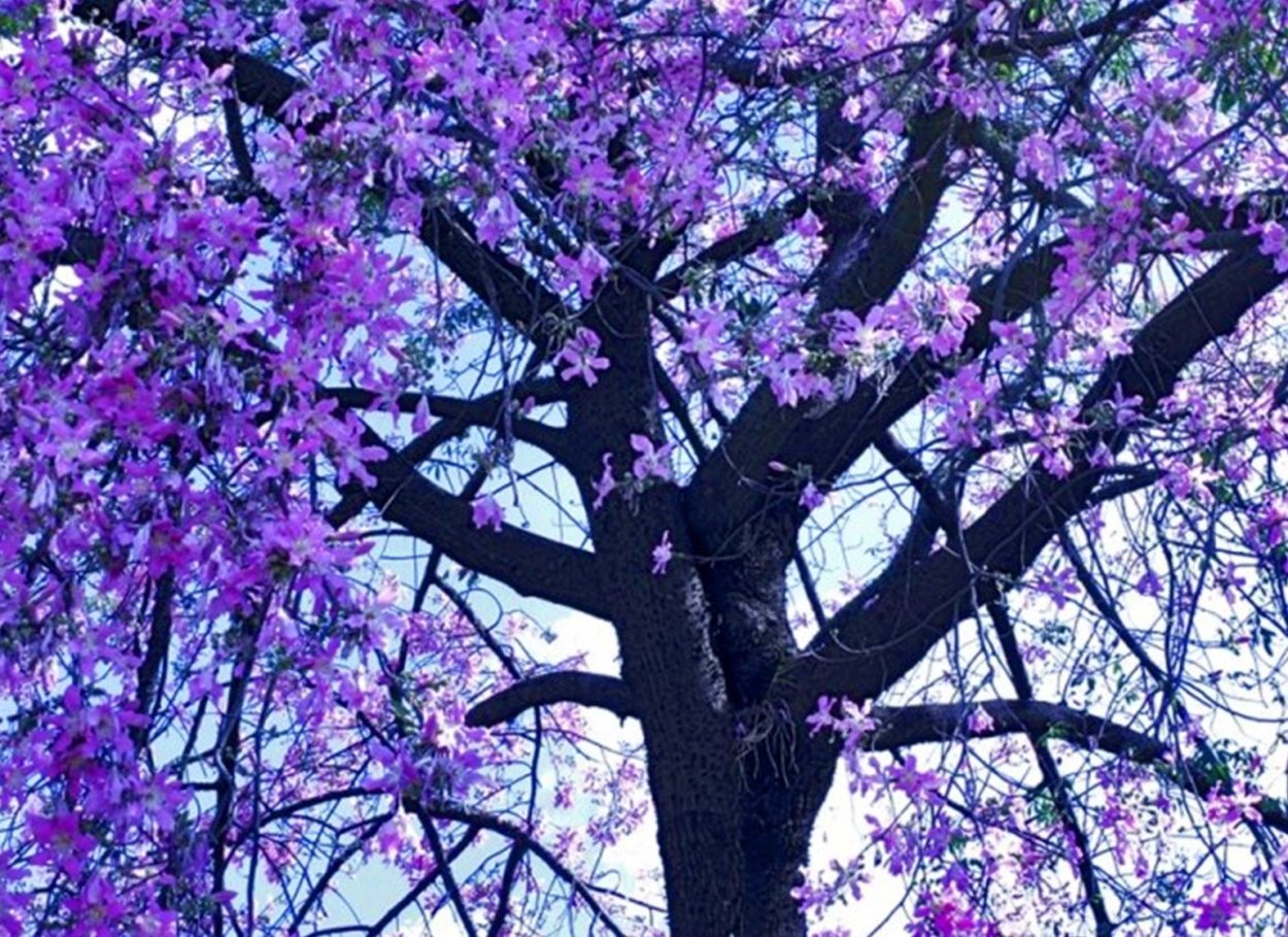 Плодовое дерево с сиреневыми цветами