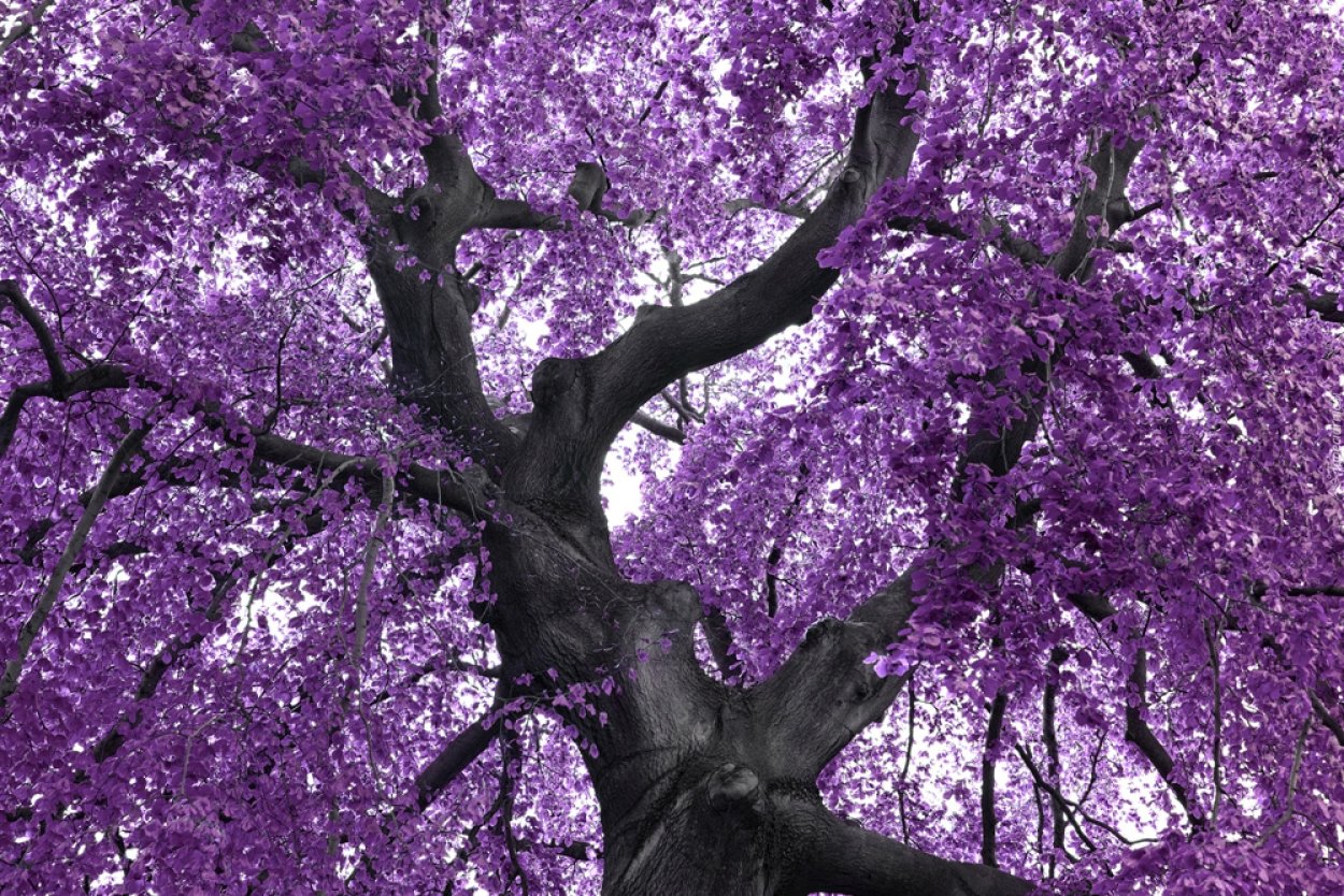 Сиреневое дерево