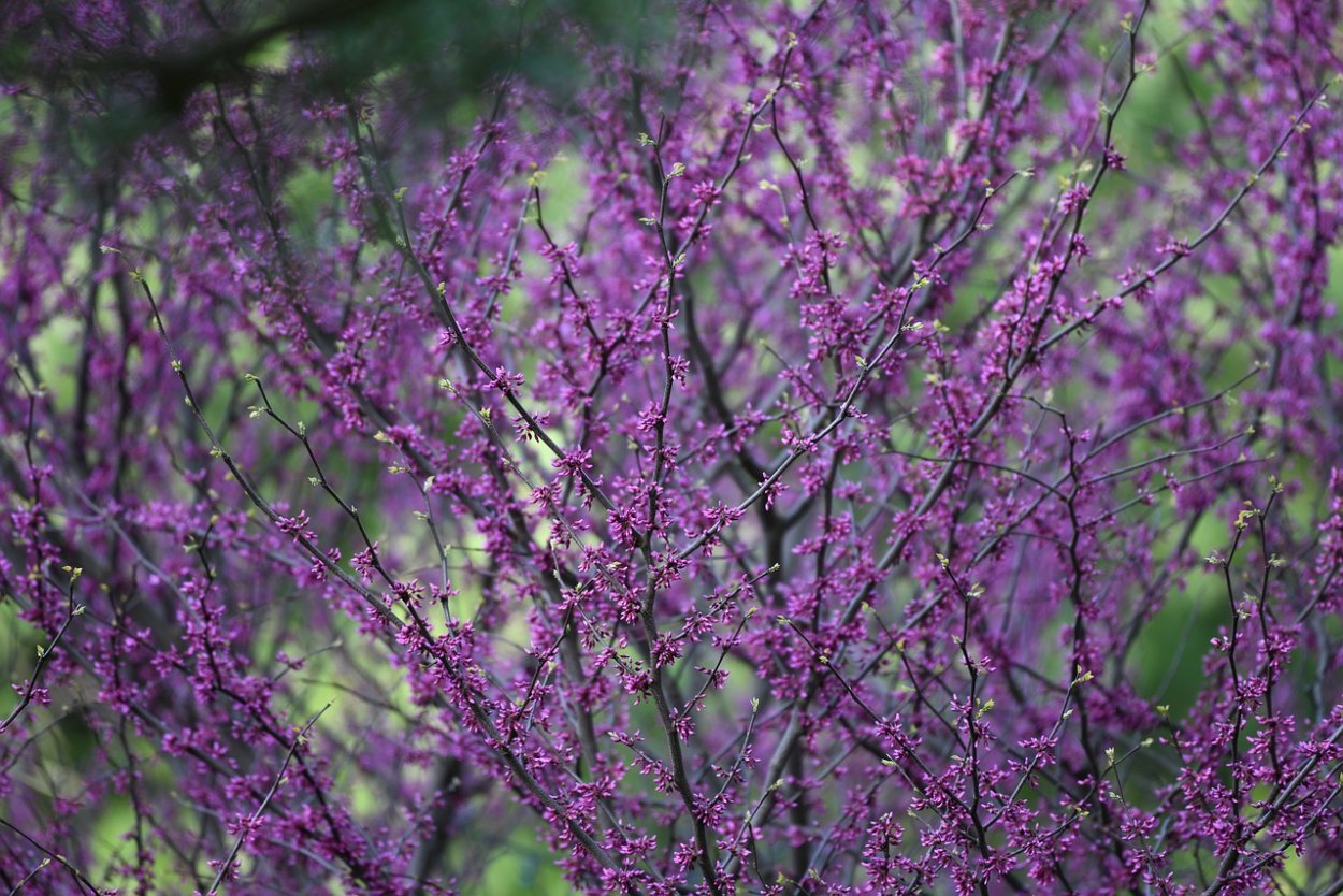 Сакура пурпурная (мелкозубчатая