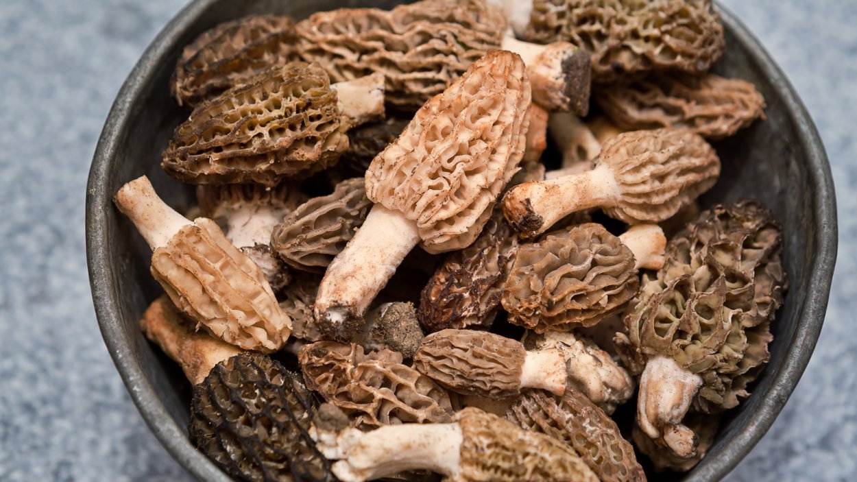 Сморчок СЪЕДОБНЫИ ядовитые