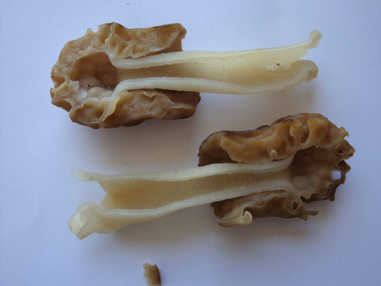 Сморчки грибы несъедобные