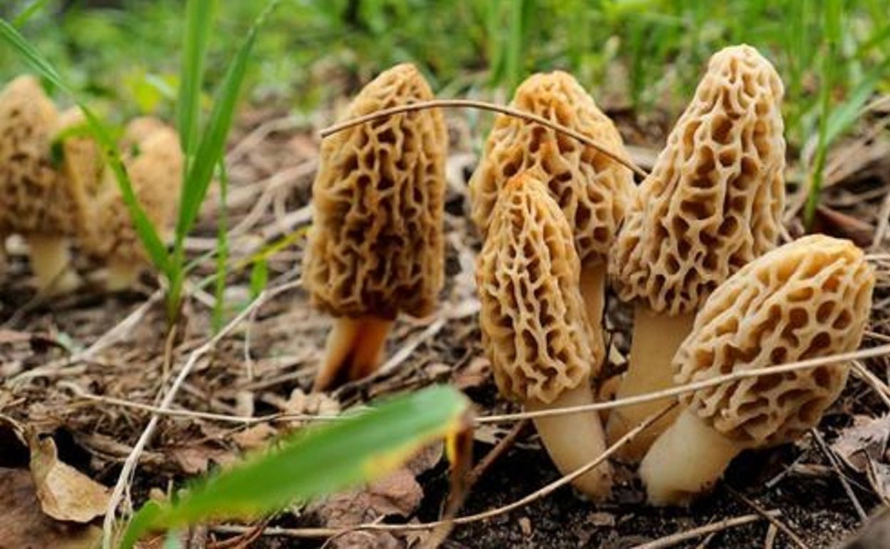 Гриб черный сморчок сморчок