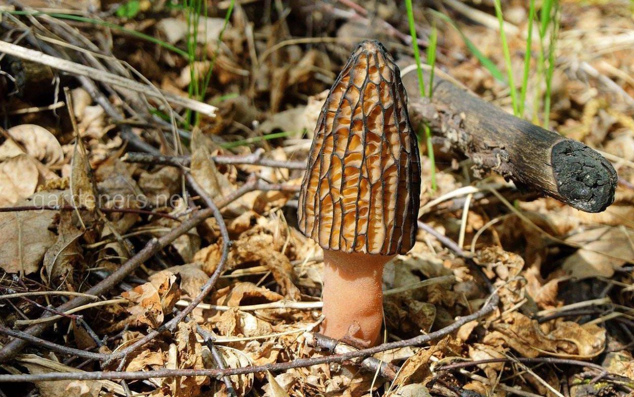 Ложные сморчки грибы