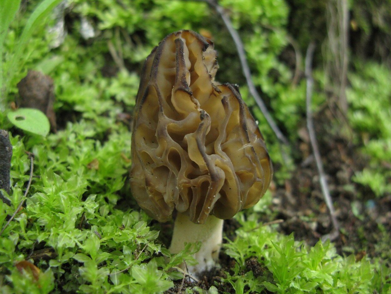 Сморчковая шапочка Богемская гриб