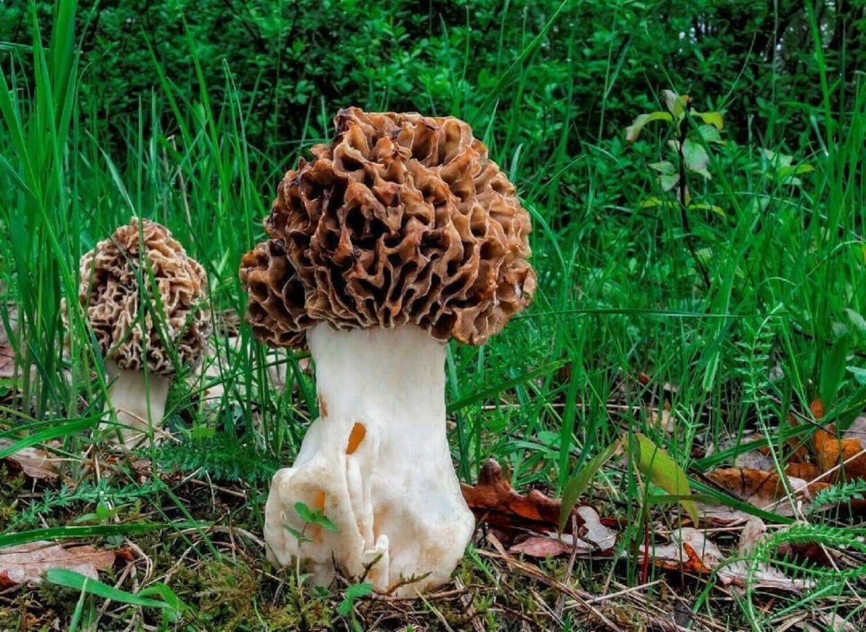 Morchella exuberance