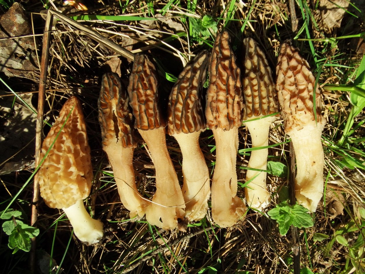 Сморчок полусвободный Morchella semilibera