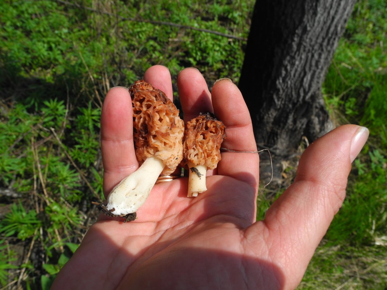 Сморчки и строчки