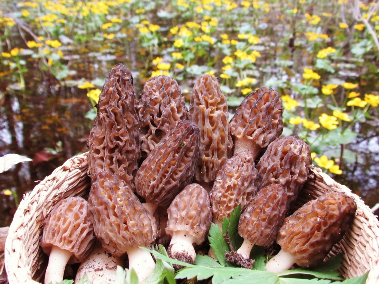 Лже сморчки грибы