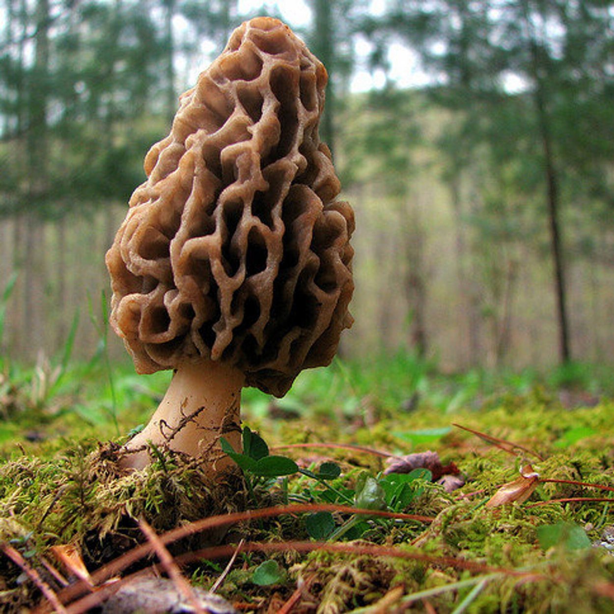 Гриб сморчок гриб строчок