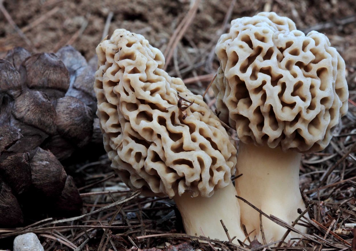 Ложные сморчки грибы