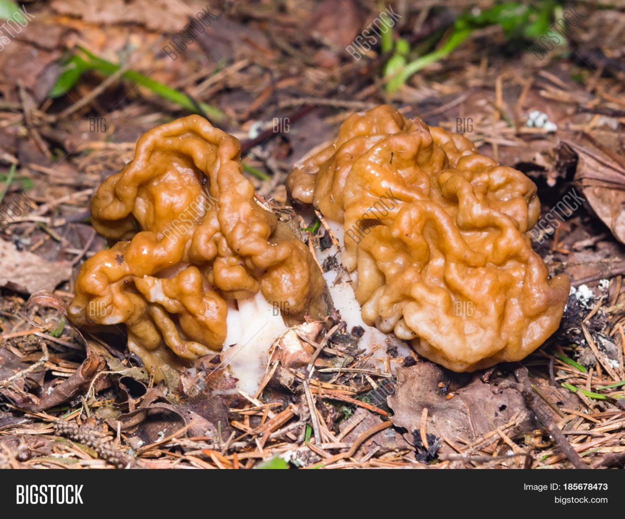 Грибы ядовитые ложные сморчки