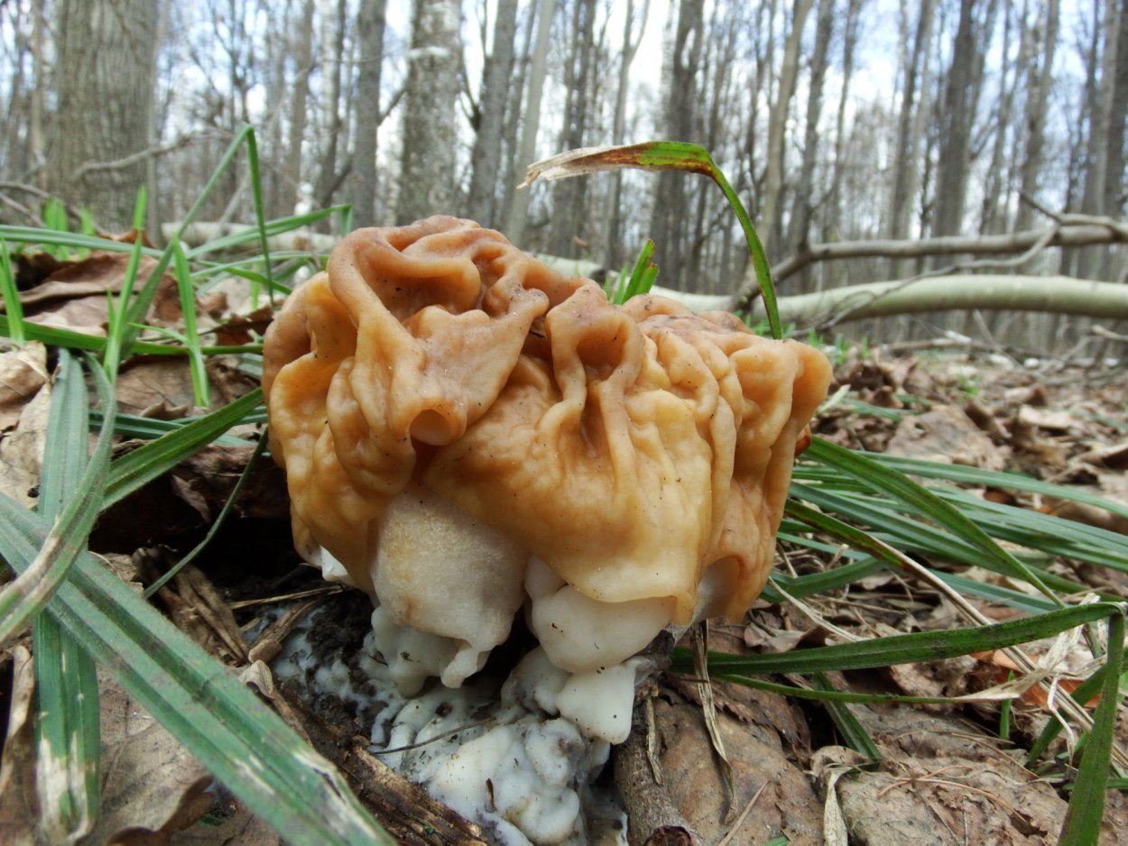 Сморчок несъедобный