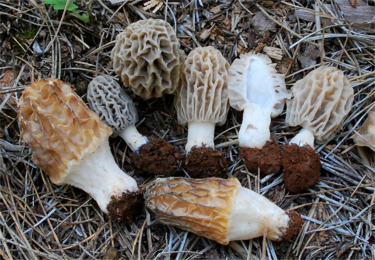 Kuzugöbeği Mantari