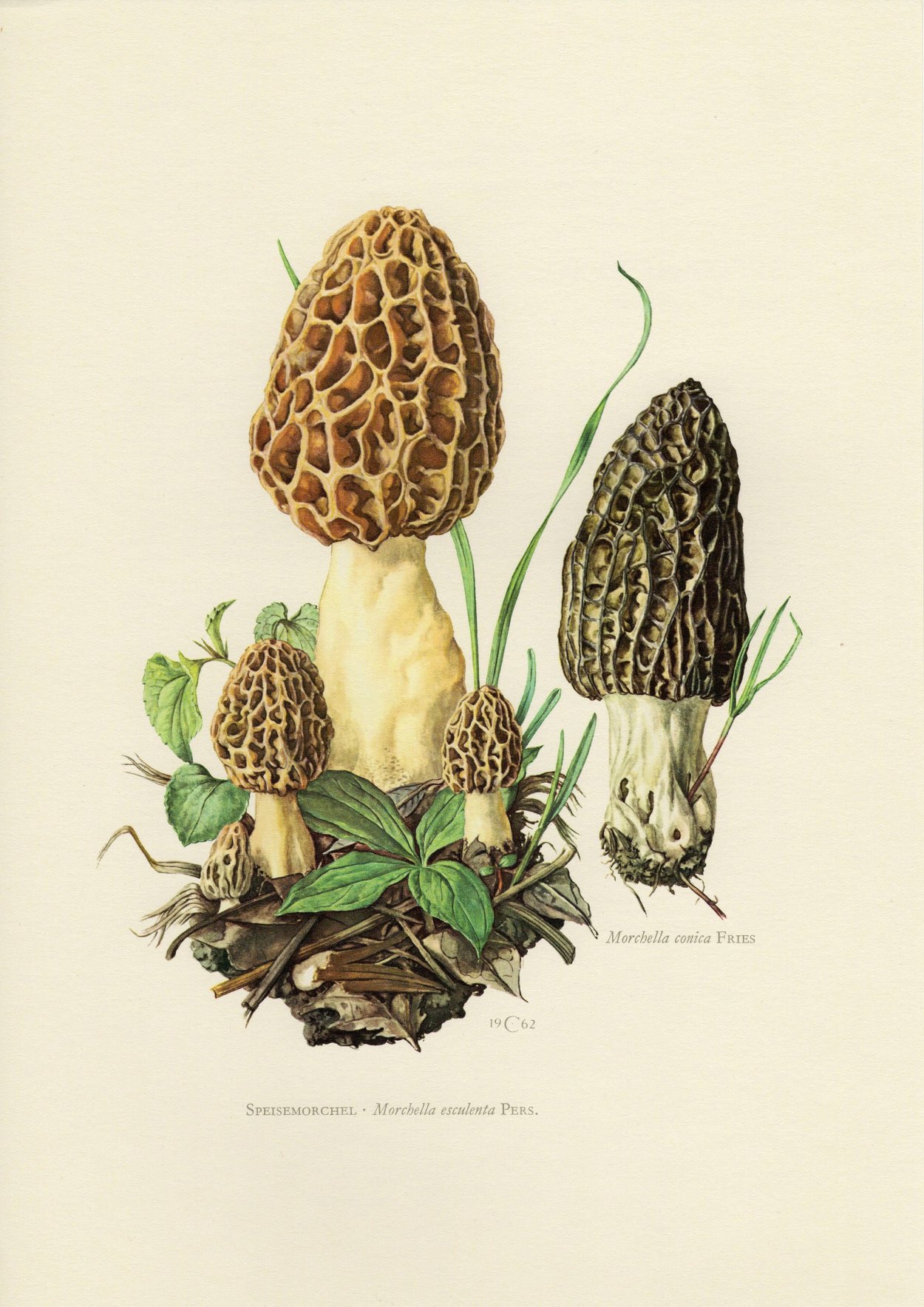 Morchella rufobrunnea