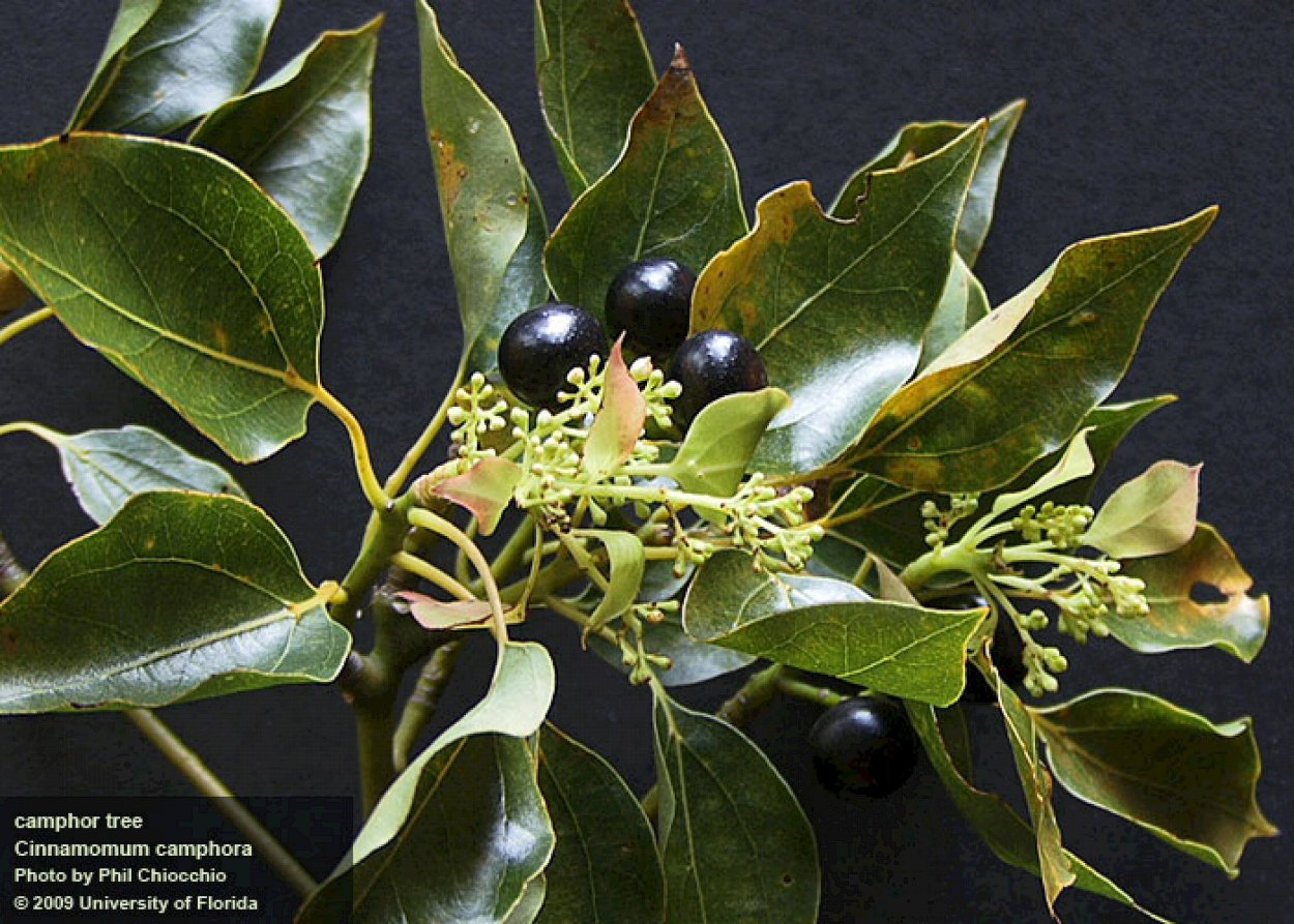 Камфорный лавр Cinnamomum camphora