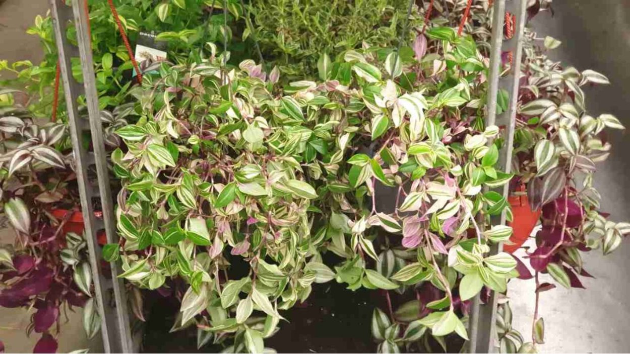 Традесканция ампельная мелколистная