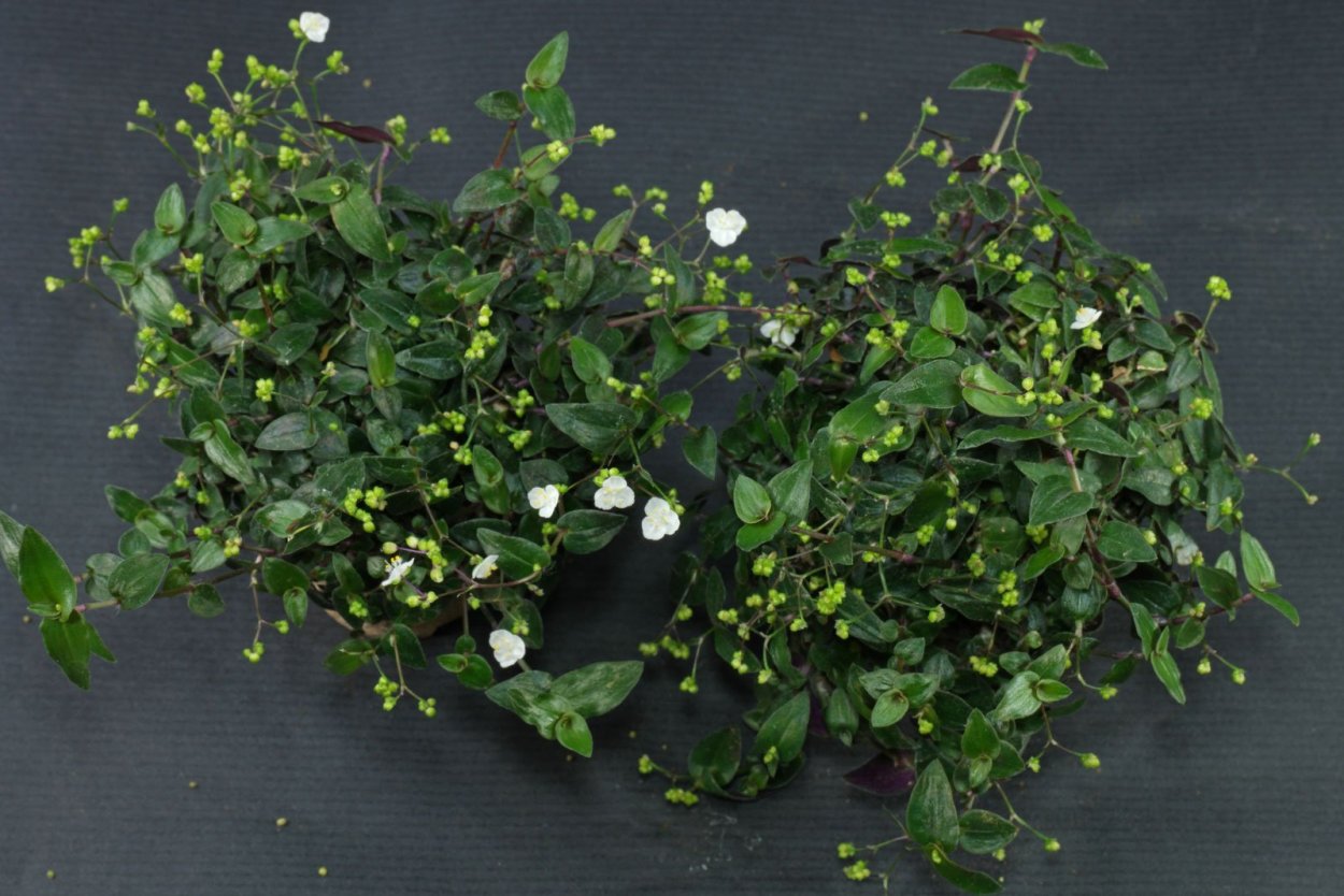 Традесканция миртолистная