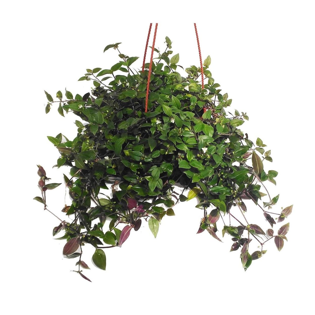 Традесканция Приречная Флуминен