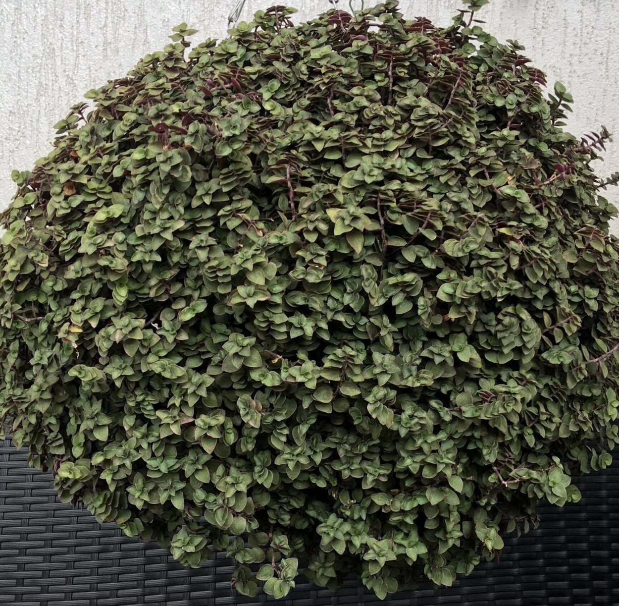 Каллизия ползучая