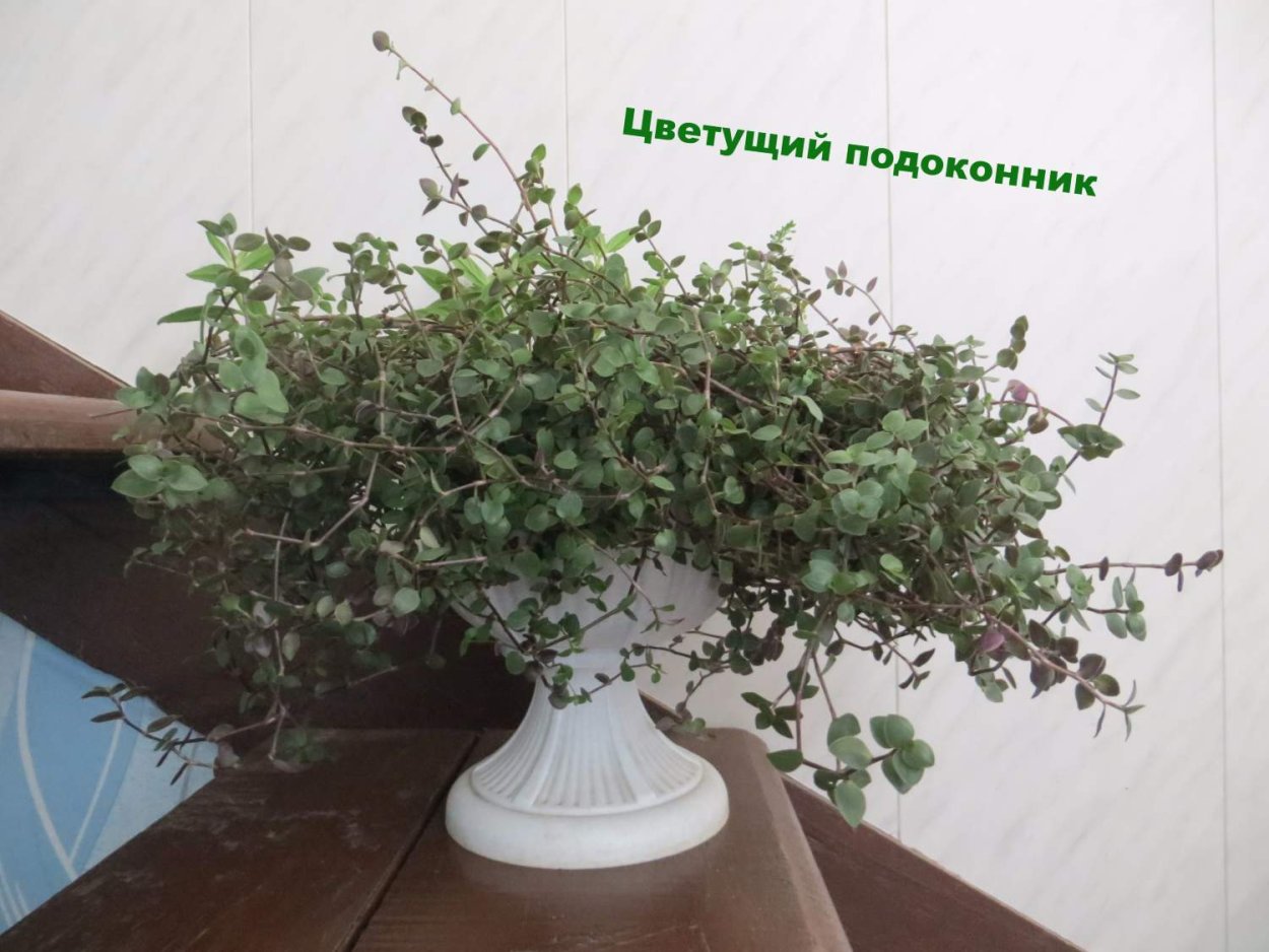 Традесканция Приречная мелколистная