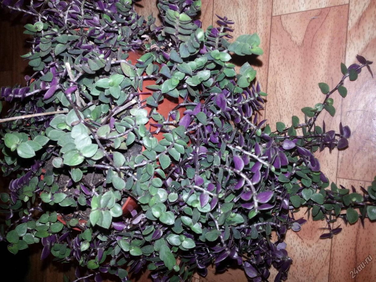 Традесканция Приречная зелёная