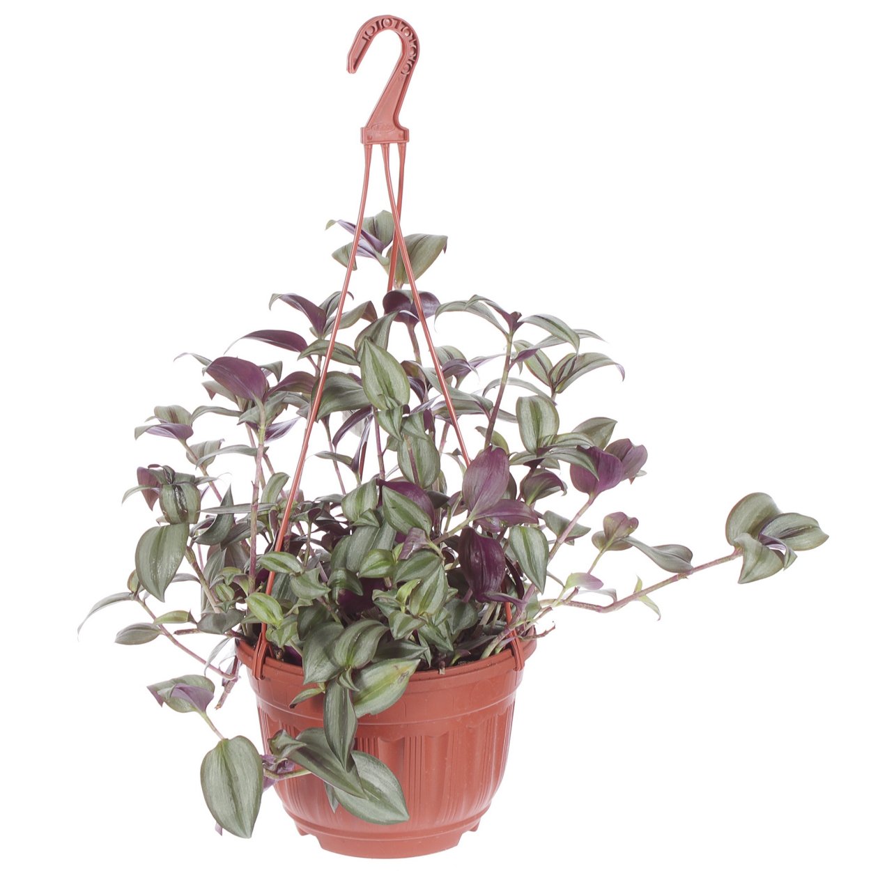 Традесканция Лиана