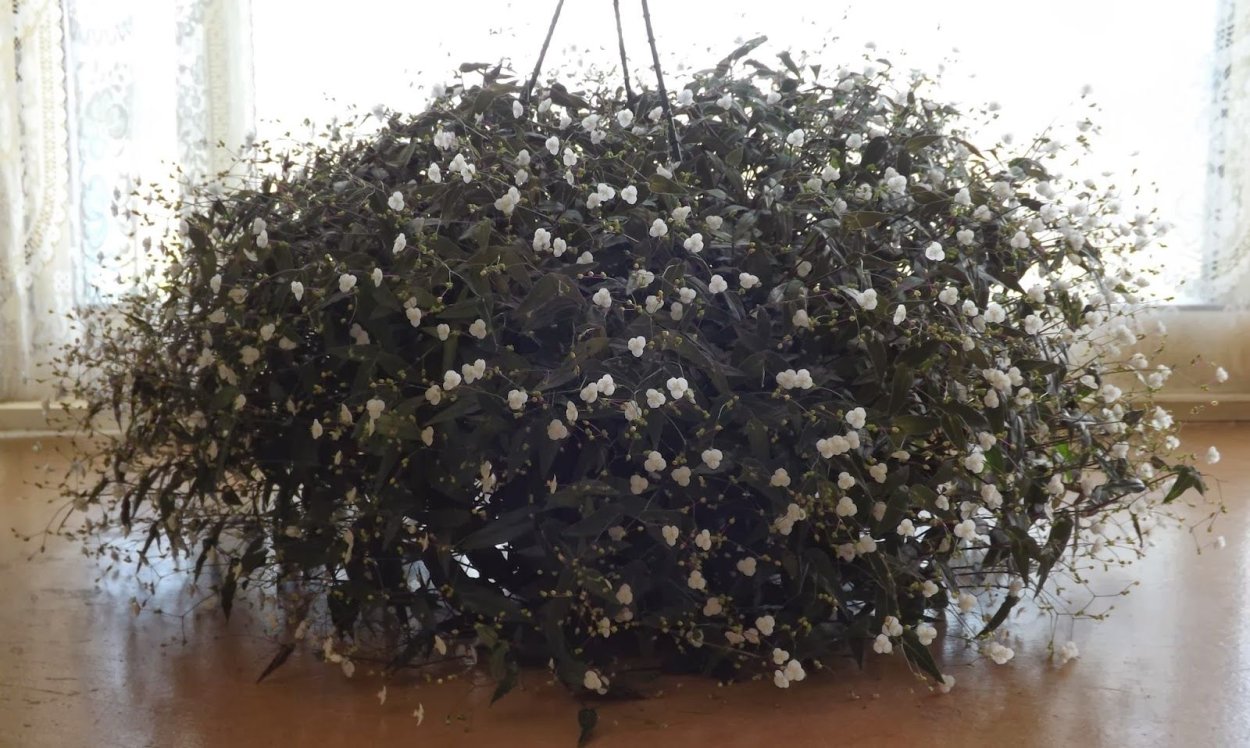 Традесканция зебрина вельвет Хилл