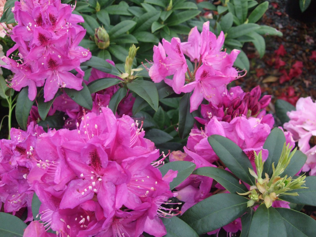 Рододендрон гибридный Anah Kruschke