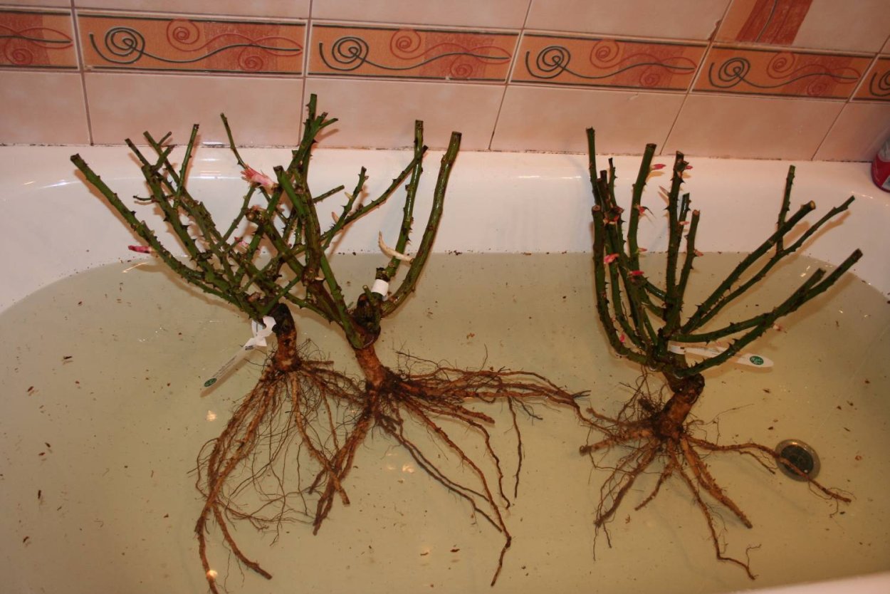 Азалия Садовая Нортхен