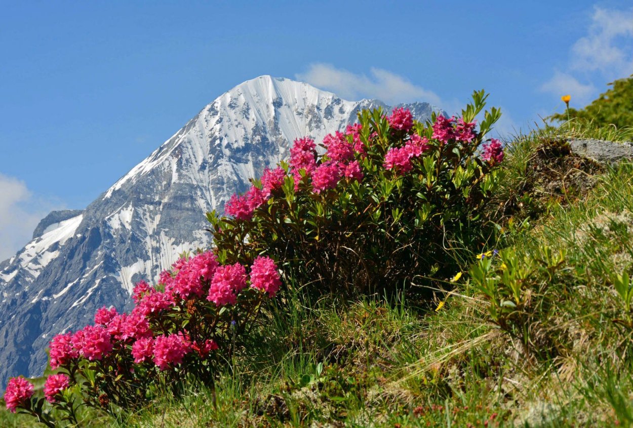 Рододендрон отцвевший