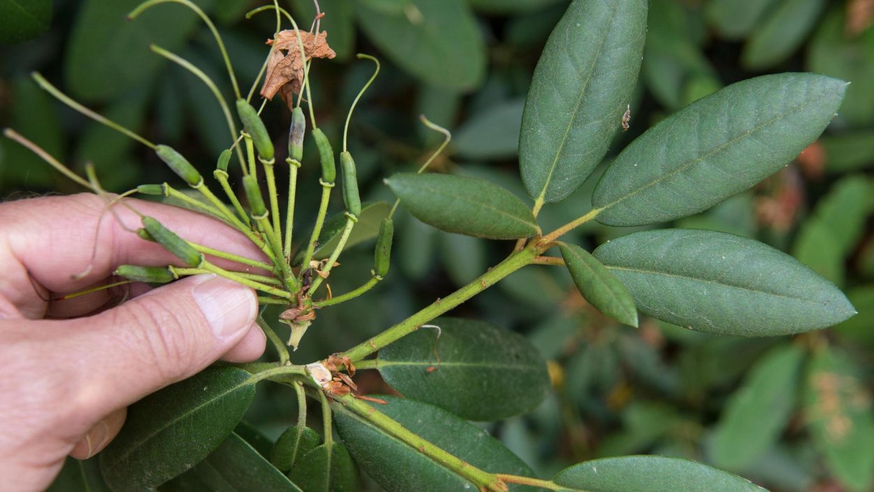 Рододендрон мульчирование