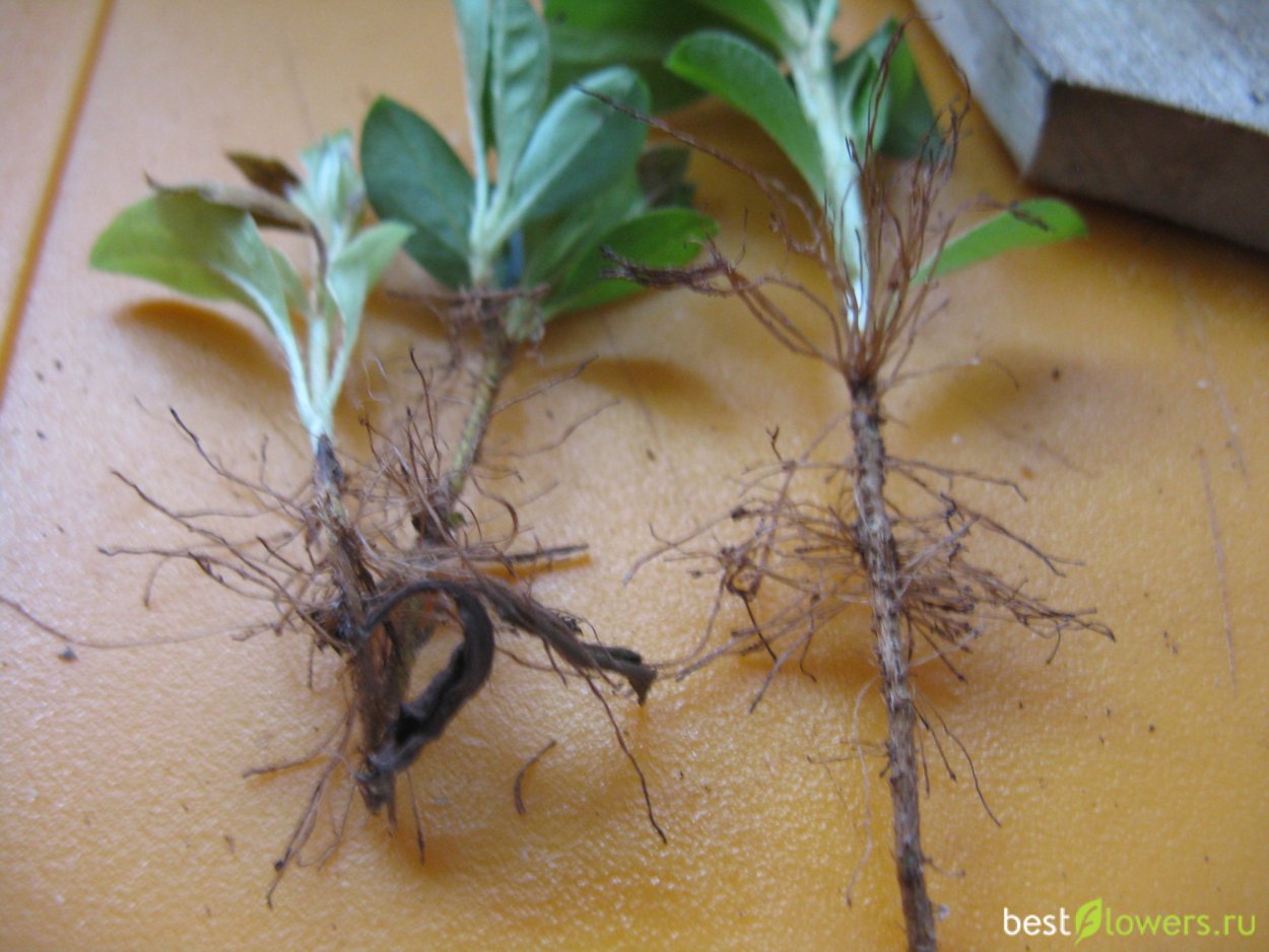 Рододендрон куст