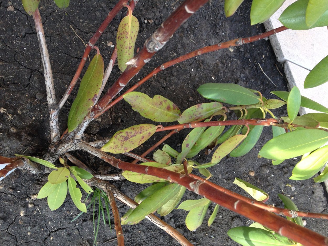 Рододендрон раскраска