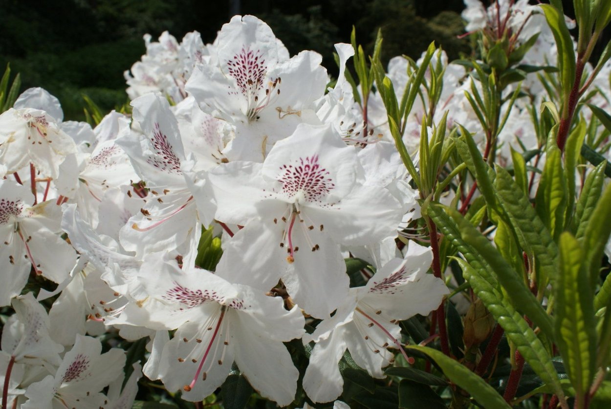 Рододендрон гибридный Эприкот