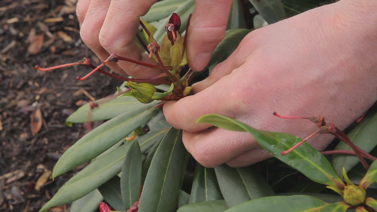 Azalea - Shammarello