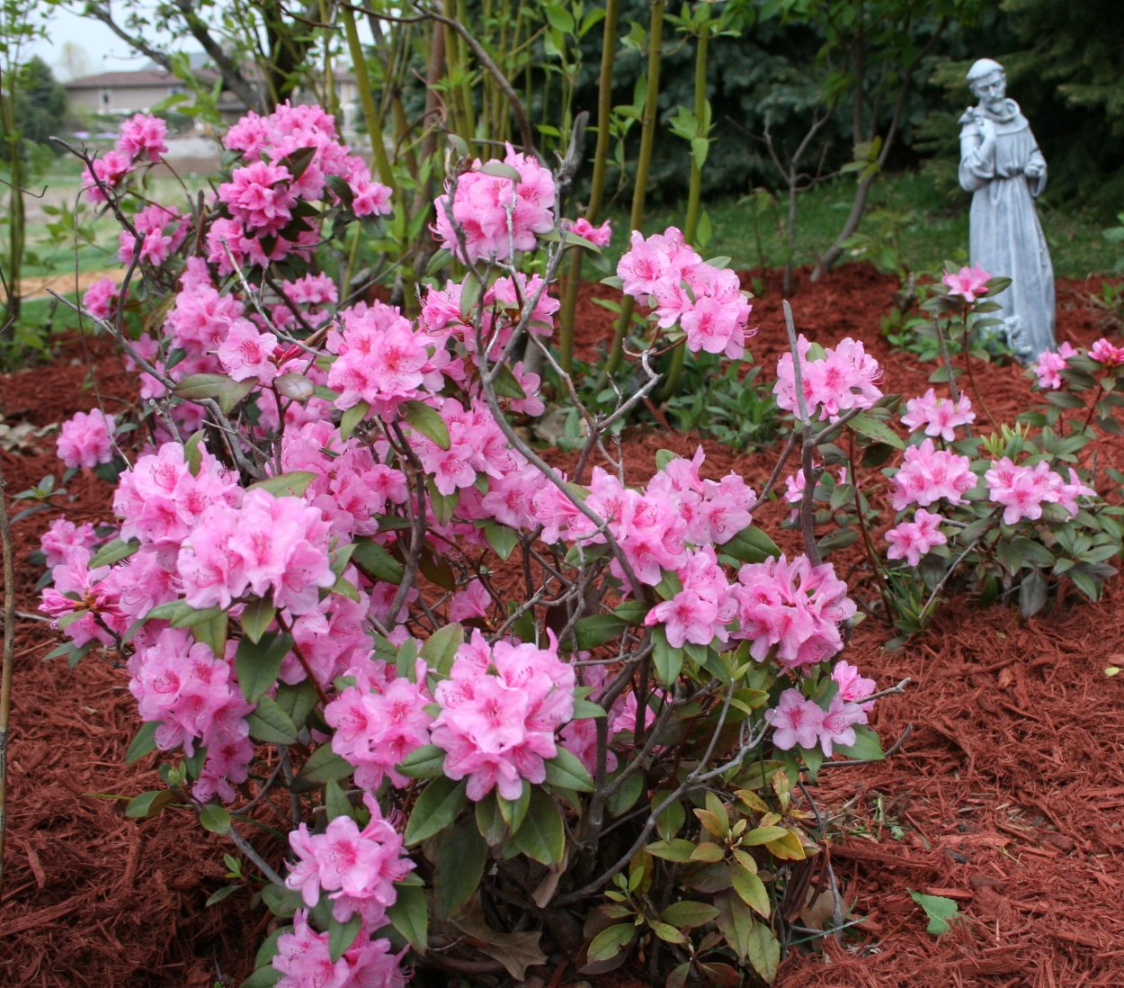 Mist Maiden рододендрон