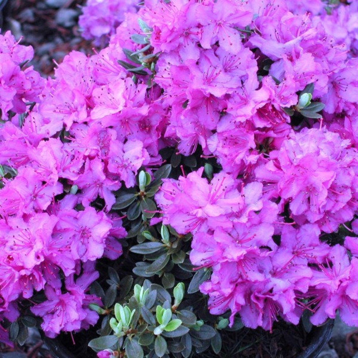 Рододендрон мульчирование