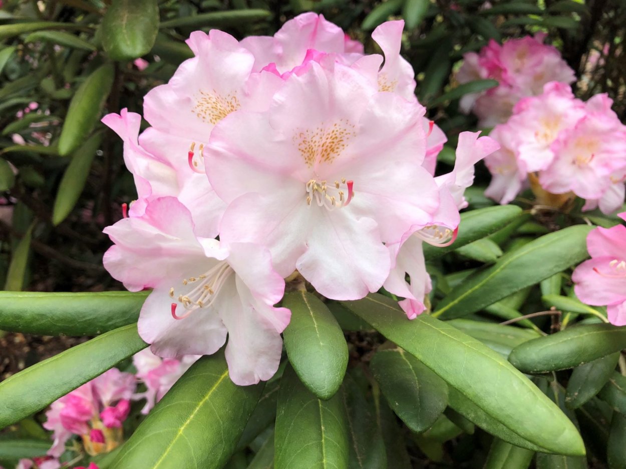 Рододендрон Саган дайля